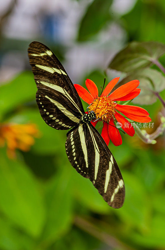 长翅斑马(Heliconius charithonia)是蛱蝶科长翅斑马亚科蛱蝶的一种。佛罗里达。